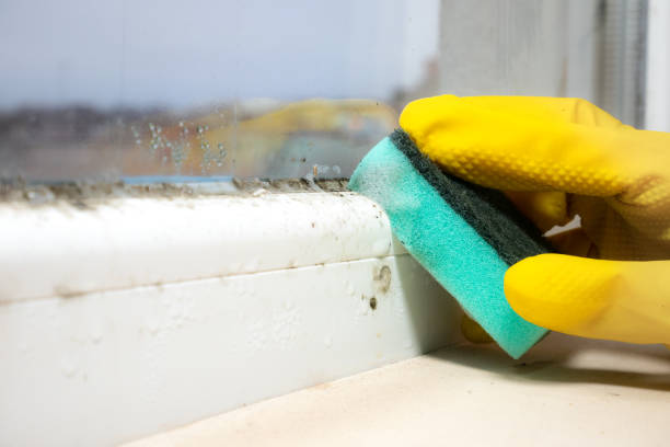 Environmental Consulting for Mold Prevention in Varnville, SC